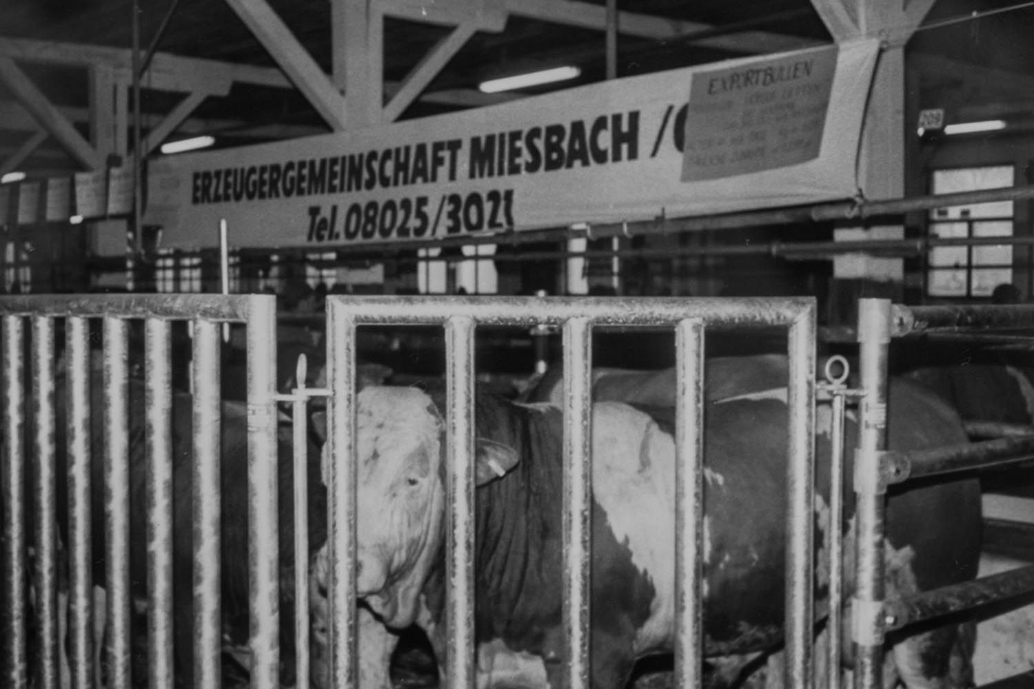 Historisches Foto | 90 Jahr Zuchtverband