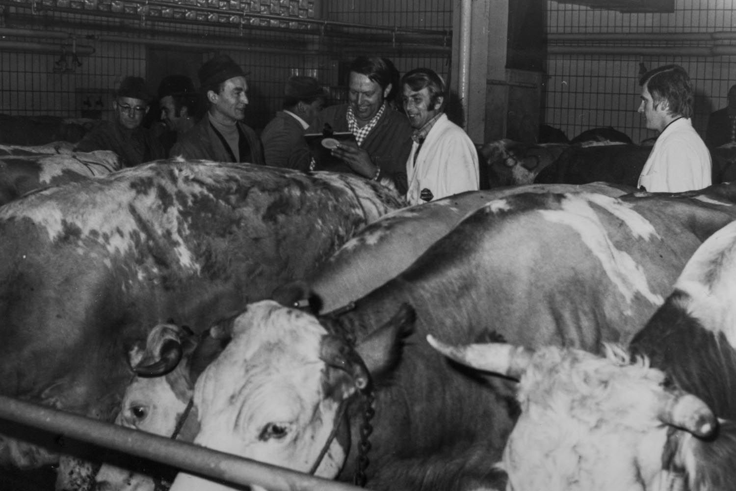 Historisches Foto | Schlachtviehvermarktung 1973 Rosenheim
