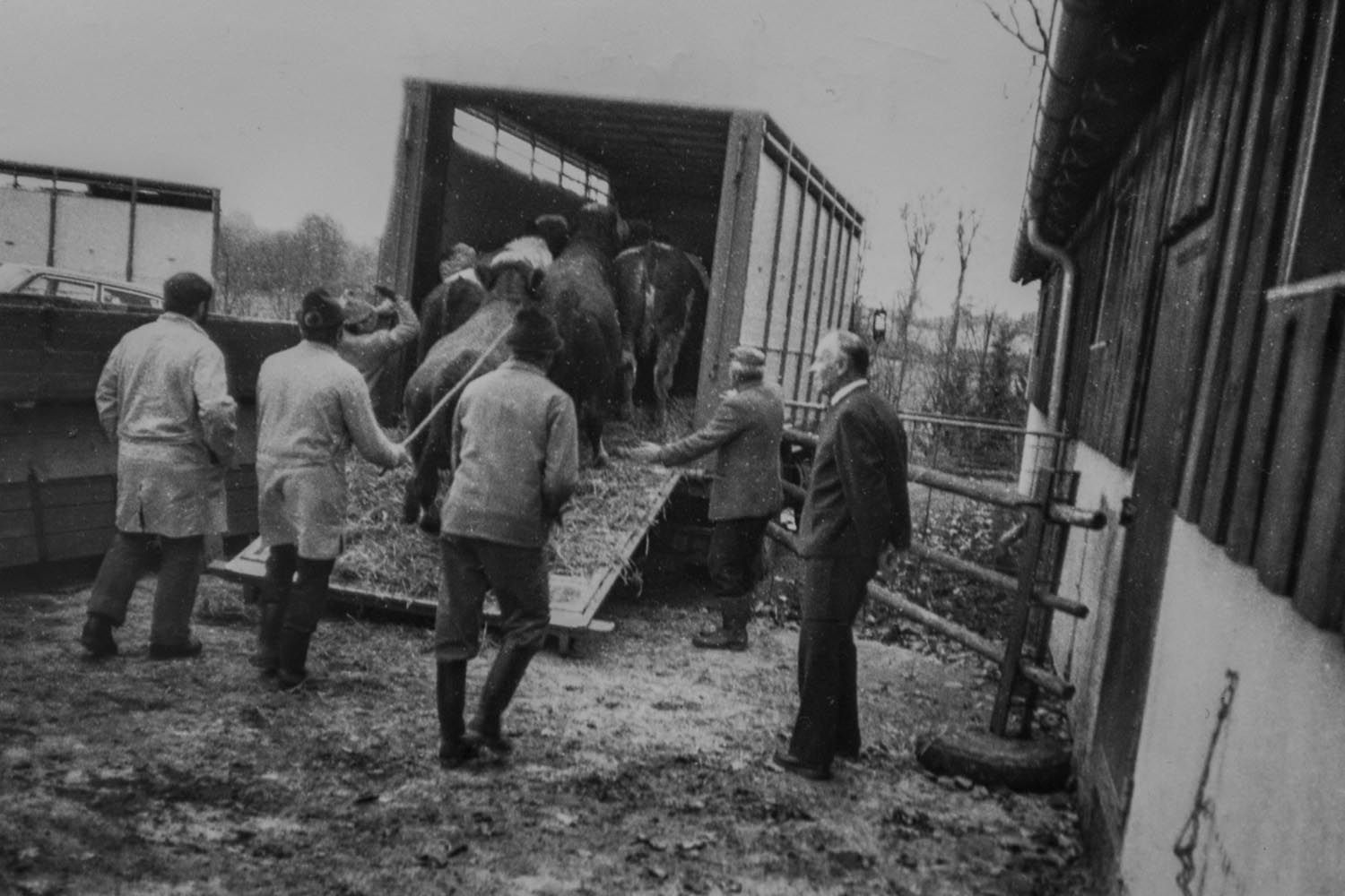 Historisches Foto | Export von Rindern