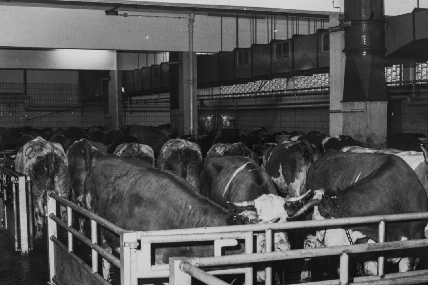 Historisches Foto | Schlachtviehvermarktung 1973 Rosenheim